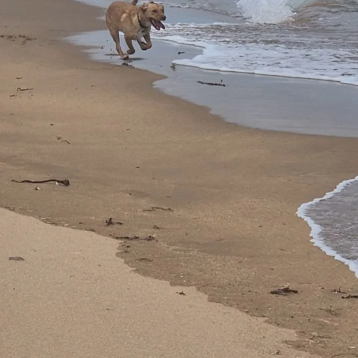 Toby in his element 🐶🥰

#thewulversgift #tobyofthewulversgift #lovinglife #waterboy #rattrayheadlighthouse