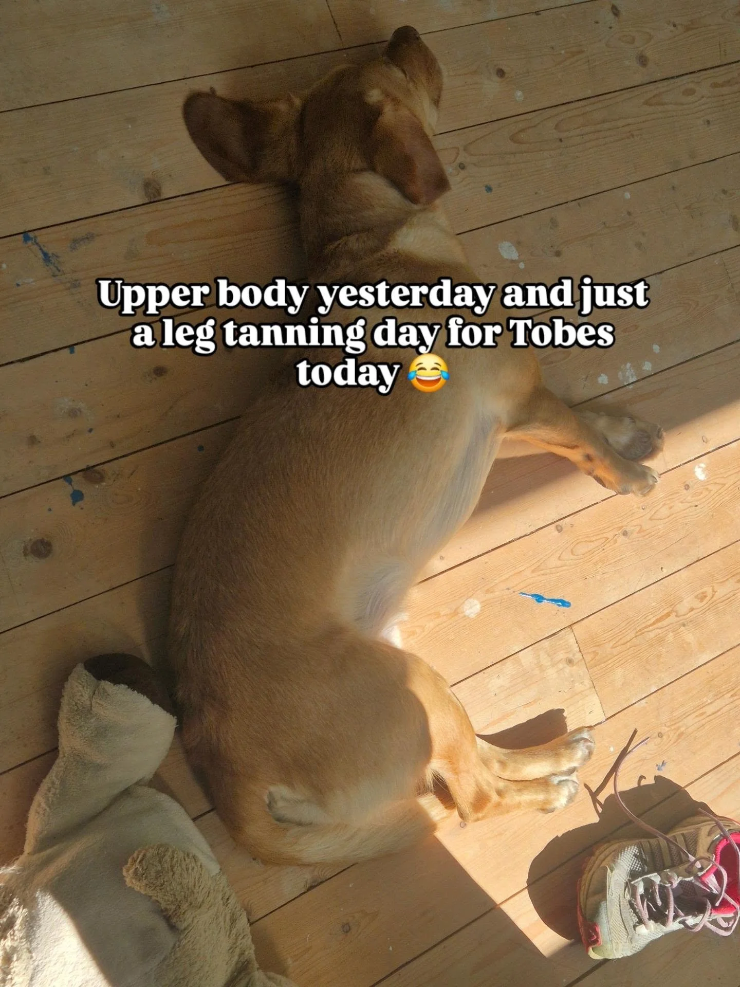 Toby our little sun worshipper!

#thewulversgift #tobyofthewulversgift #sunshine