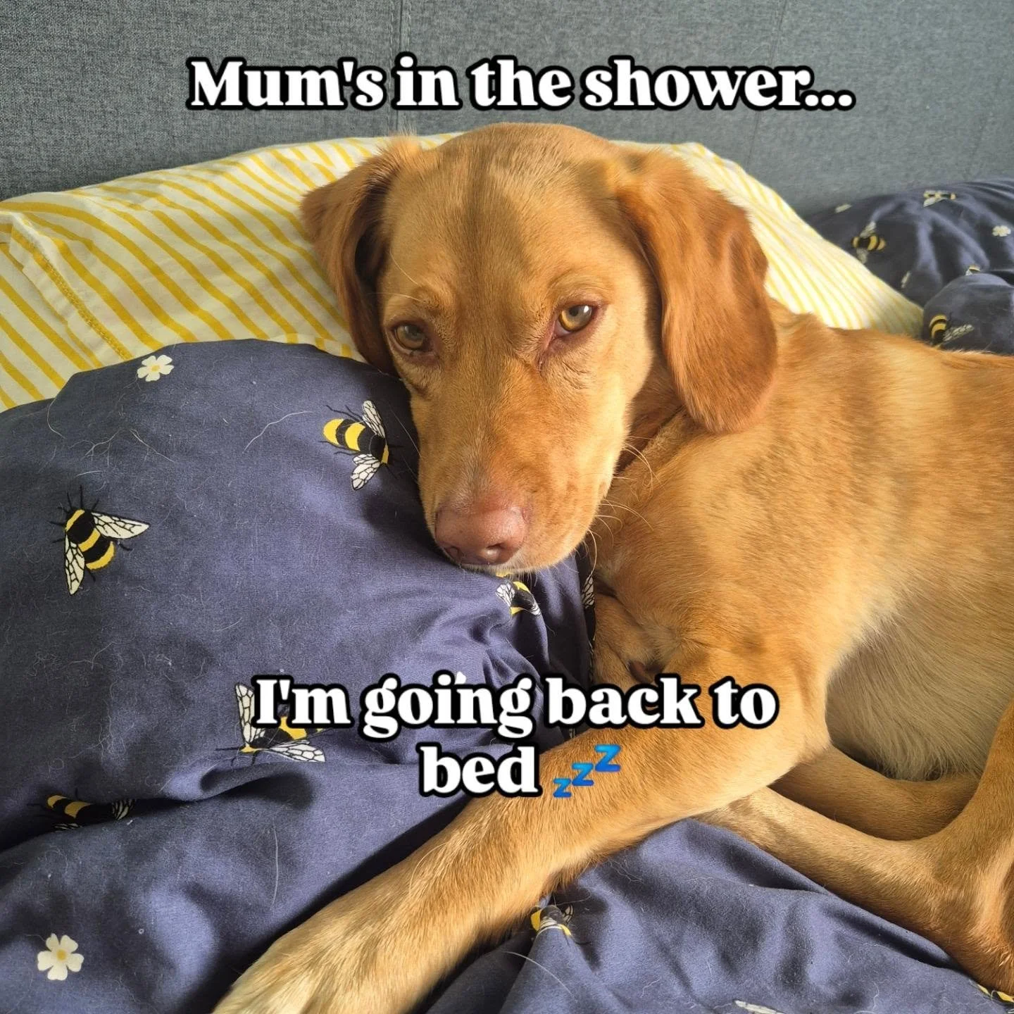 #thewulversgift #tobyofthewulversgift #sleepydog