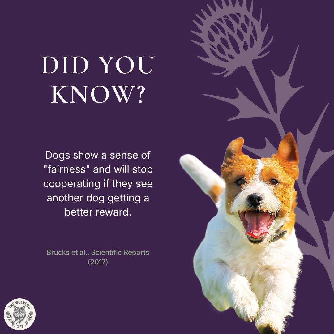 They say every day is a school day! Did you know this, or did you just learn something new? Let us know in the comments! 🎓👇🏻 

#TheWulversGift #DogFacts #DidYouKnowDogs #NaturalDogTreatsUK #UKDogs #DogsOfUK #UKPetShop #HealthyDogTreats #DogLovers