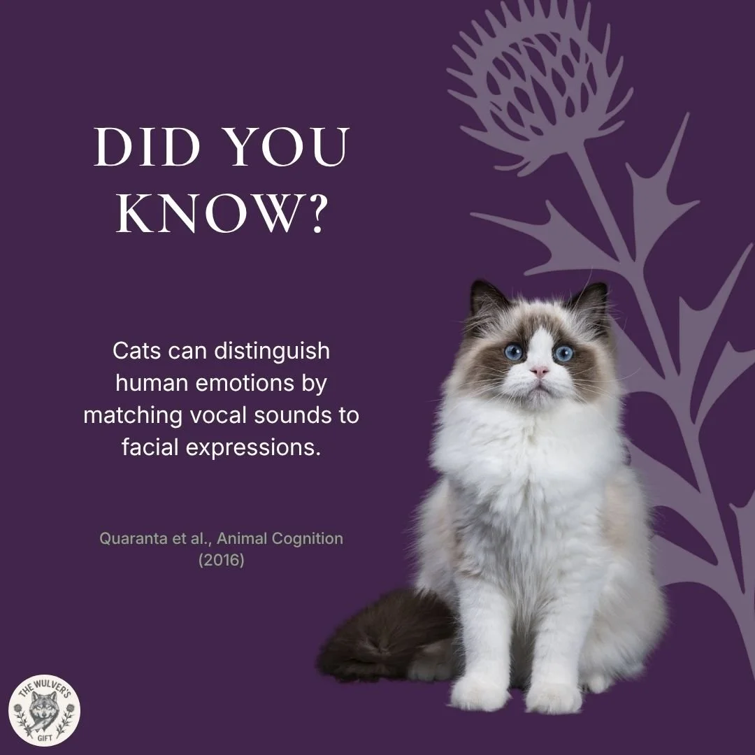 They say every day is a school day! Did you know this, or did you just learn something new? Let us know in the comments! 🎓👇🏻 

#TheWulversGift #CatFacts #DidYouKnowCats #NaturalCatTreatsUK #UKCats #CatsOfUK #UKPetShop #HealthyCatTreats #CatLovers