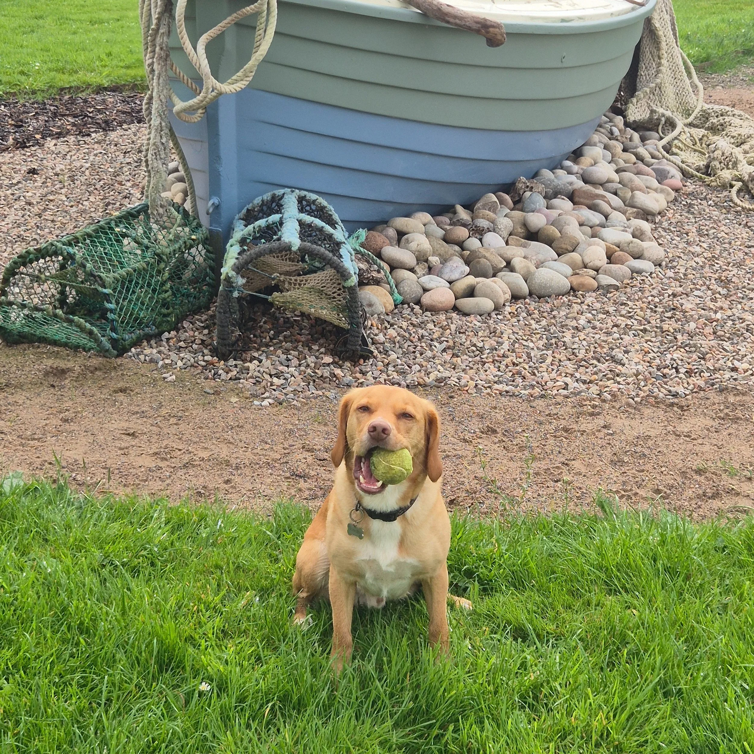 Had another fab visit to @paw.seasons.paddock this morning with Kat (and Phoebe 🐶) from @bosie_box!

It was Phoebe's first visit to Paw Seasons and she was loving it! Toby managed to locate an item from the new (and very snazzy!) sensory wall that h