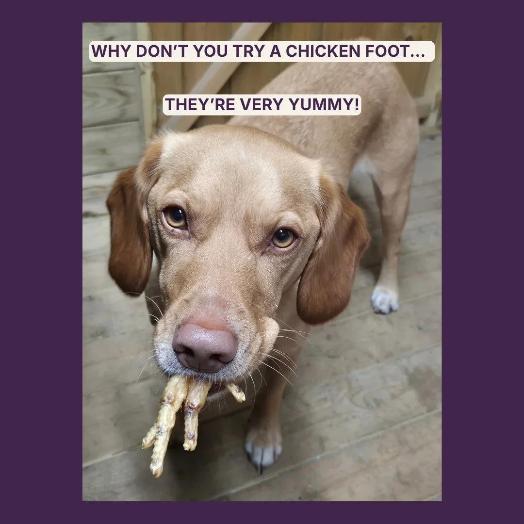 Give your pup a healthy, crunchy treat with Paddock Farm Dried Chicken Feet! 🐶

100% Natural: Single-ingredient chicken with no artificial additives.

Joint &amp; Dental Support: Rich in glucosamine, chondroitin, and collagen to promote healthy join