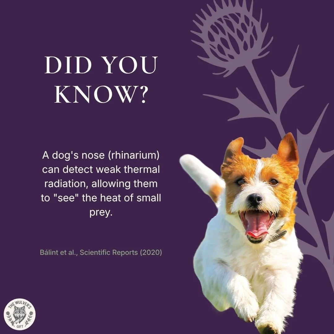 They say every day is a school day! 🎓
Did you already know this (👍🏻), or did you just learn something new (❤️)? Let us know below! 👇🏻 

#TheWulversGift #DogFacts #DidYouKnowDogs #NaturalDogTreatsUK #UKDogs #DogsOfUK #UKPetShop #HealthyDogTreats 