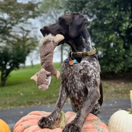 stuffless_squirrel_dog_toy_lifestyle_2.jpg