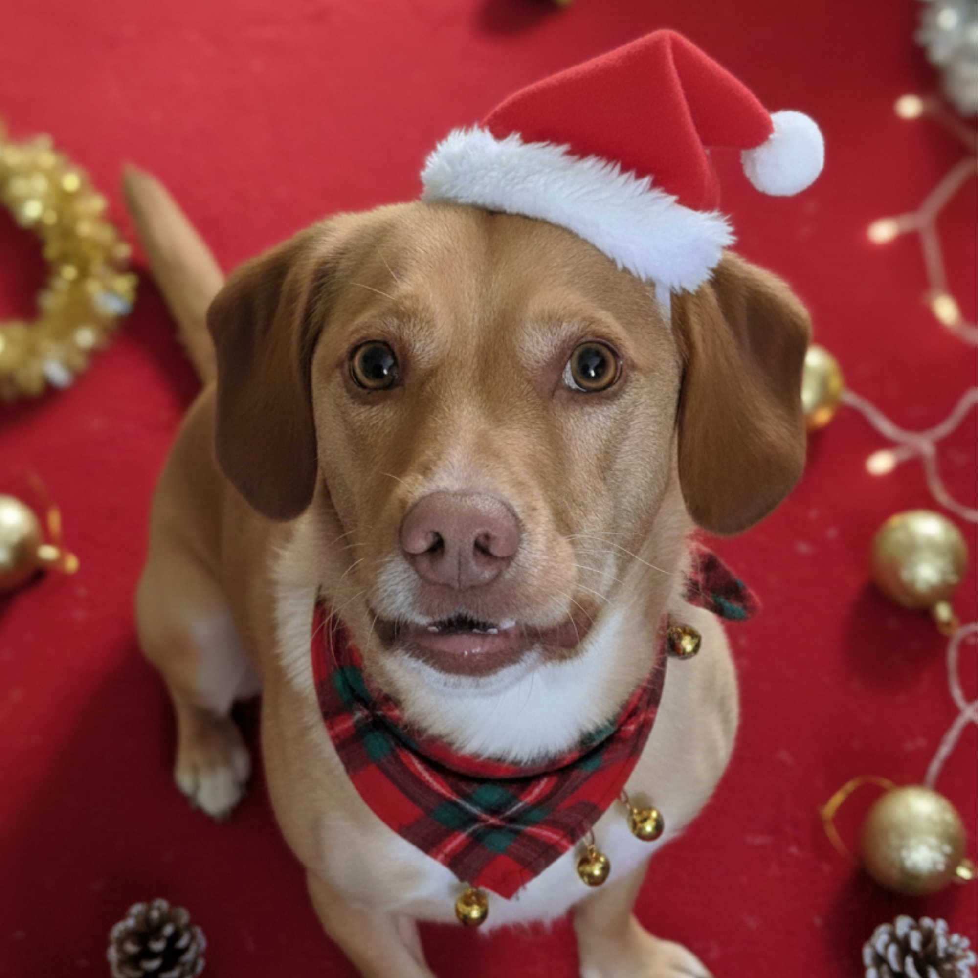 Dog with Christmas hat on with festive background