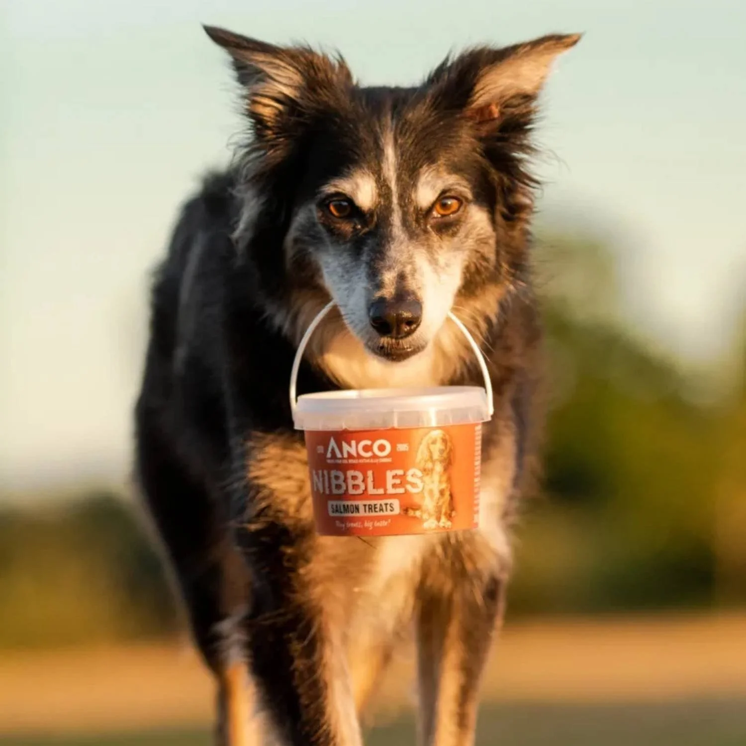 Dog walking outdoors through a field carrying a clear plastic tub of Anco Nibbles treats in its mouth.