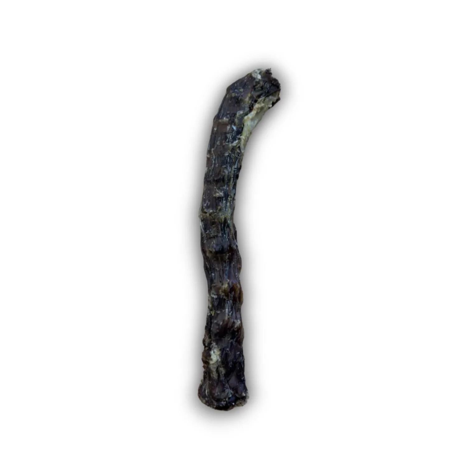 Single dried, natural duck neck dog treat standing vertically against a plain white background.