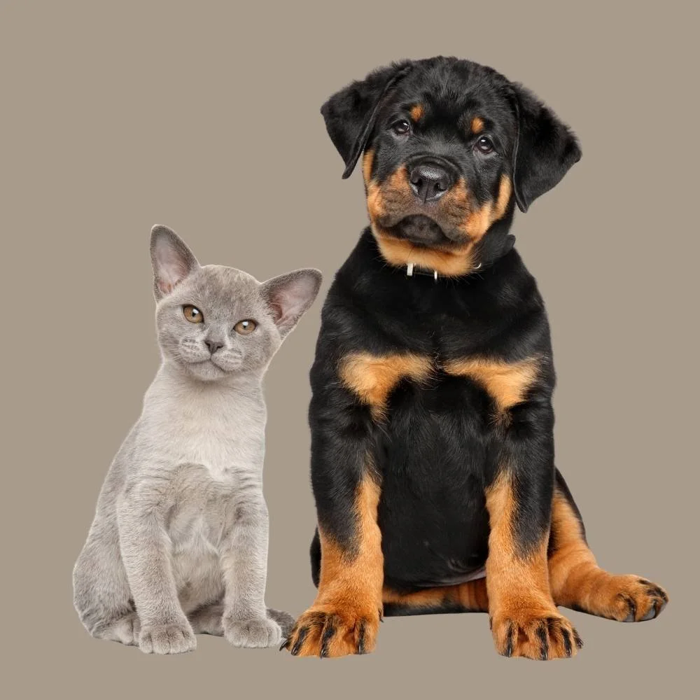 Gray cat and black and tan rotweiller puppy sat together looking at the camera