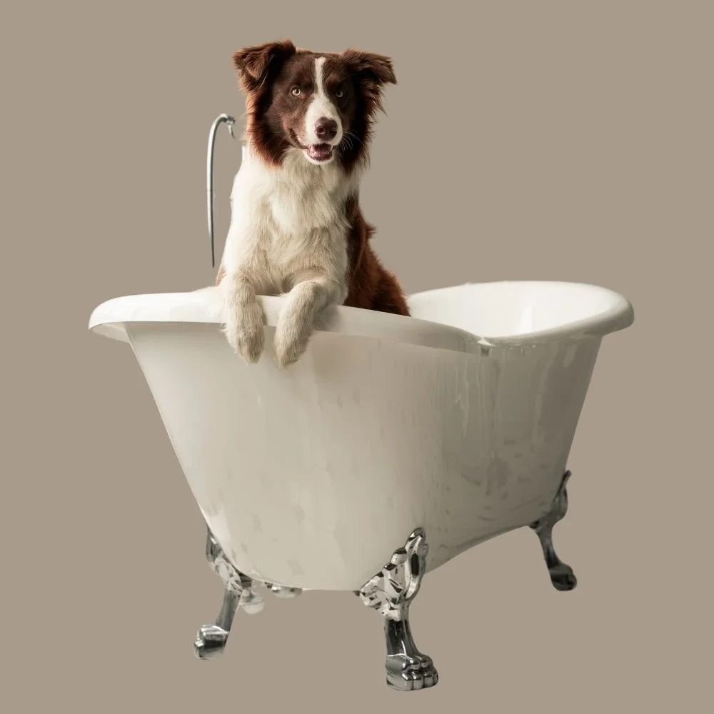 Brown and white border collie stood in clawfoot bath looking over the side in frees
