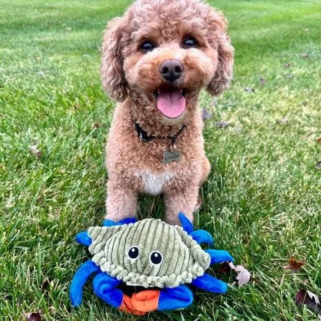 animated_crab_dog_toy_lifestyle_1.jpg