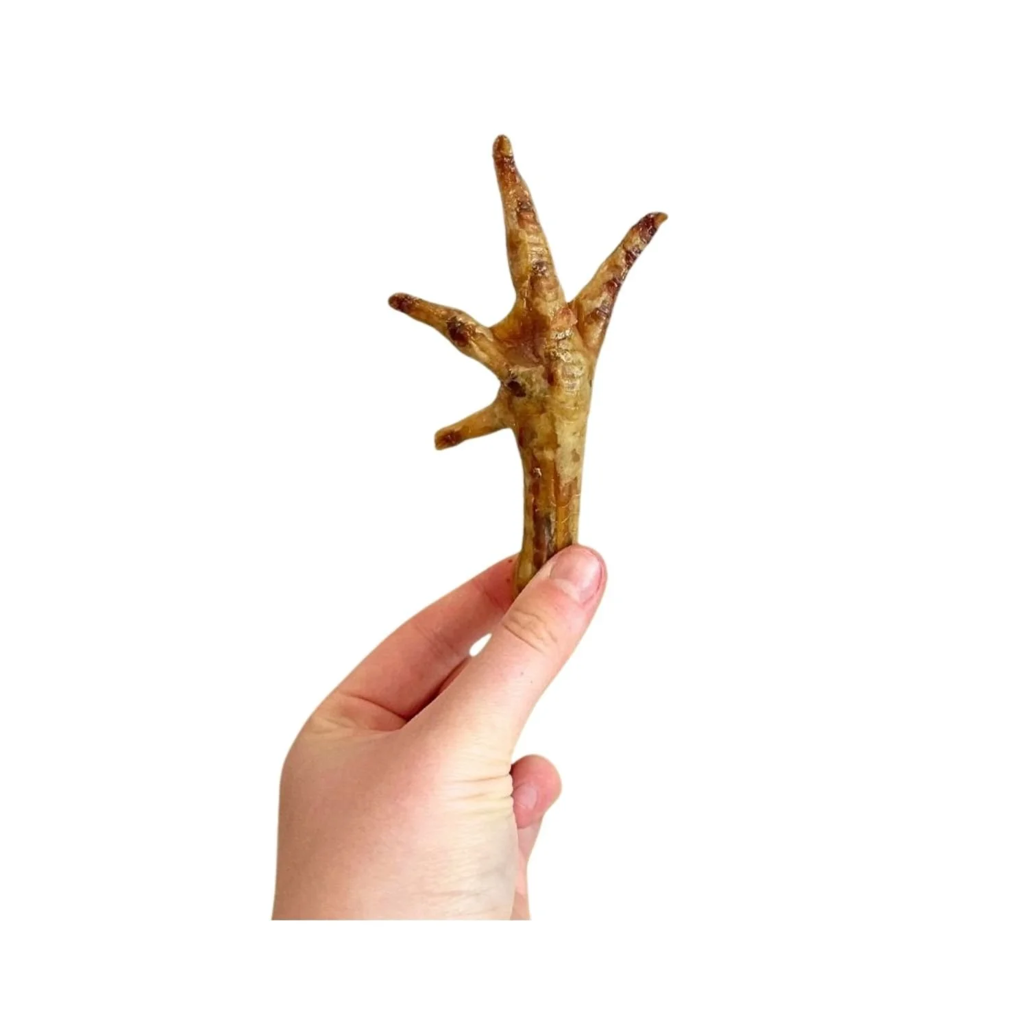 Hand holding a single Paddock Farm natural dried chicken foot dog treat against a plain white background