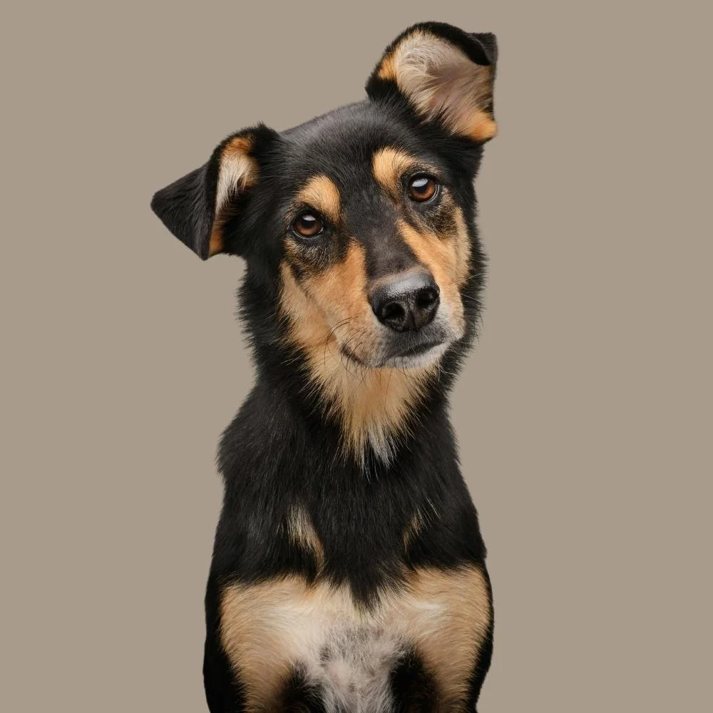 Black and tan dog with head tilted. One ear flopped down and one stood up