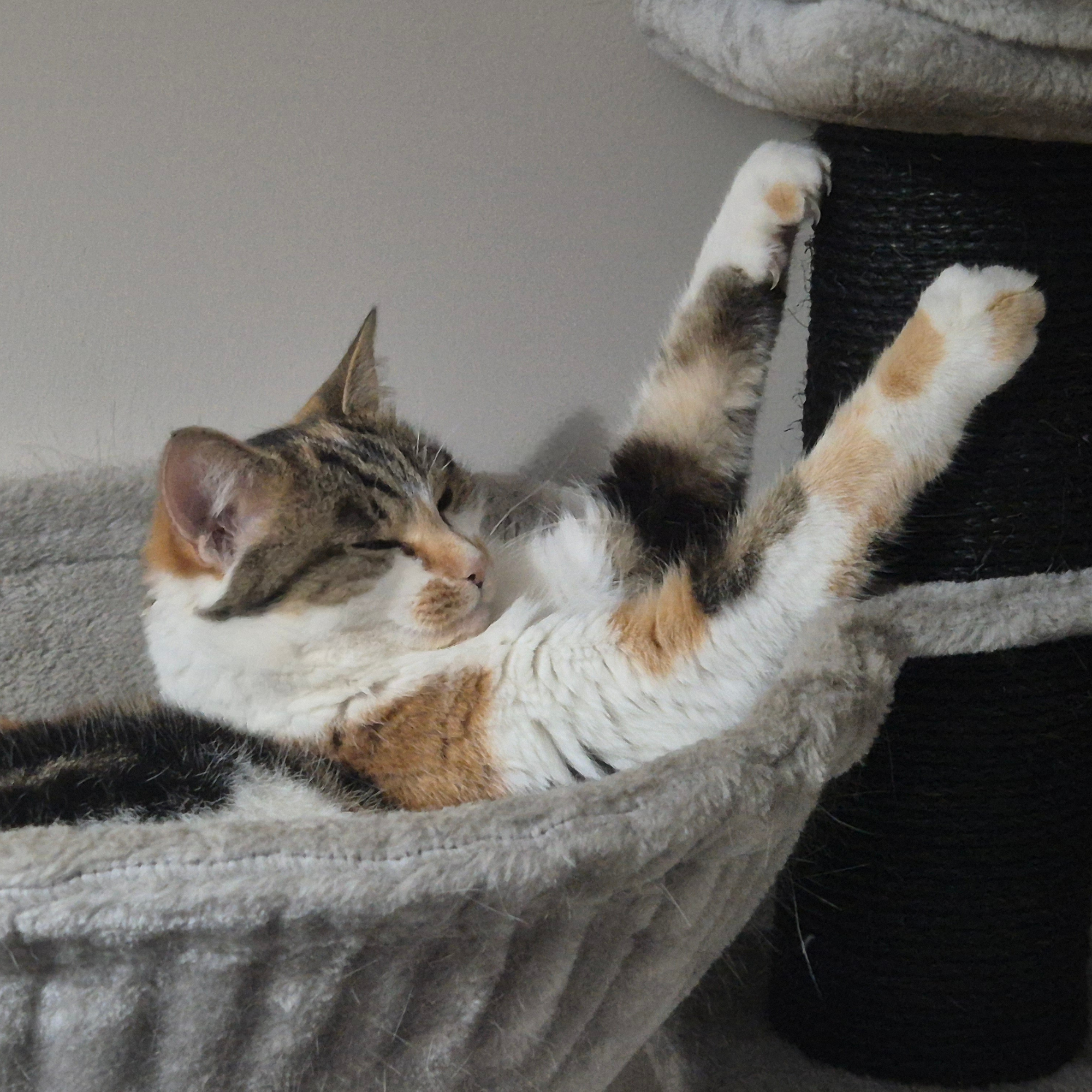 Cat in bed sleeping stretching paws out