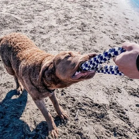 navy_braided_ring_dog_toy_lifestyle_4.jpg