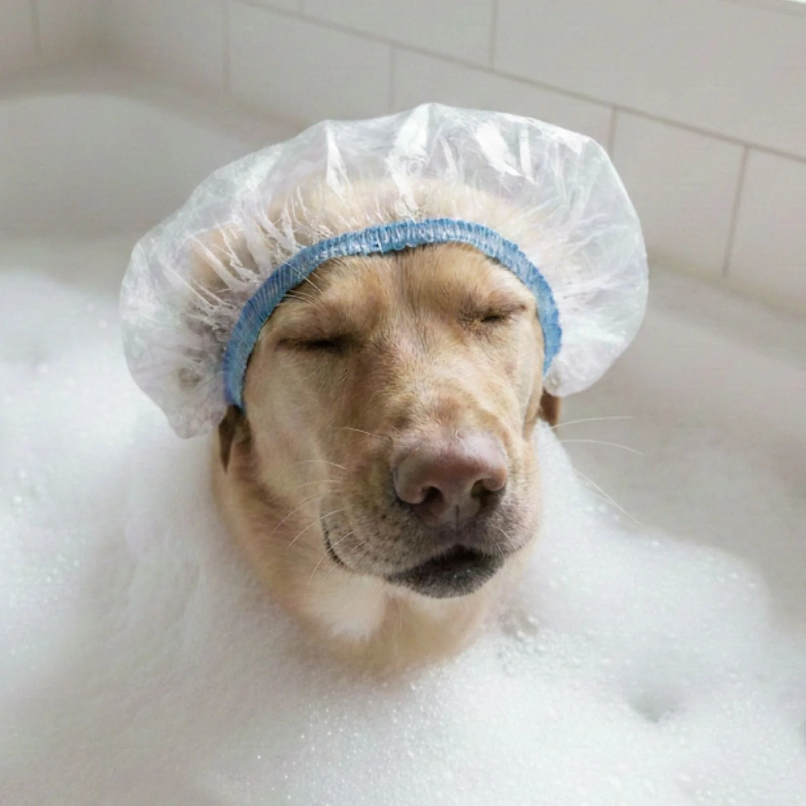 Dog in a bath surrounded by bubbles and wearing a shower cap