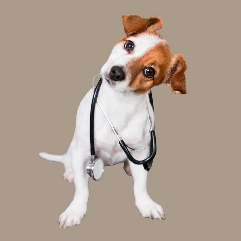 Small white jack russell terrier dog with brown patches on face. Head tilted with inquisitive look on face