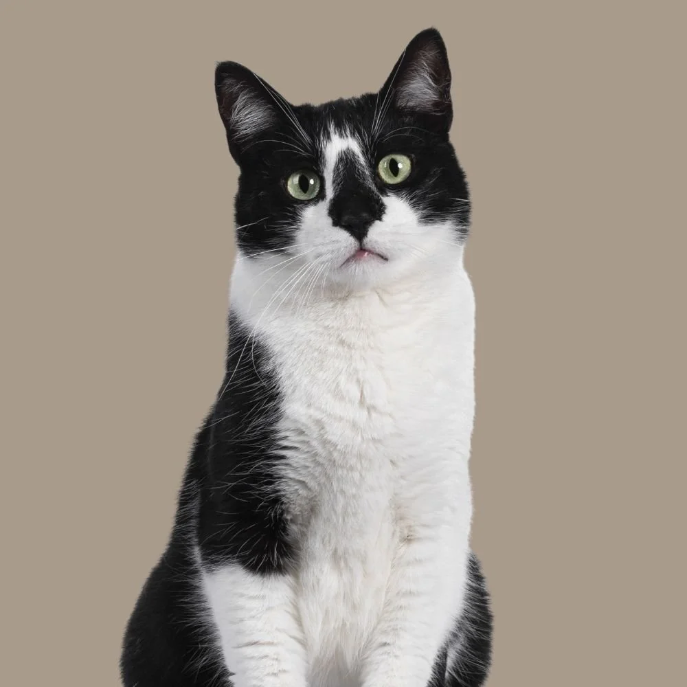 Black and white cat with head slightly tilted looking towards the camera