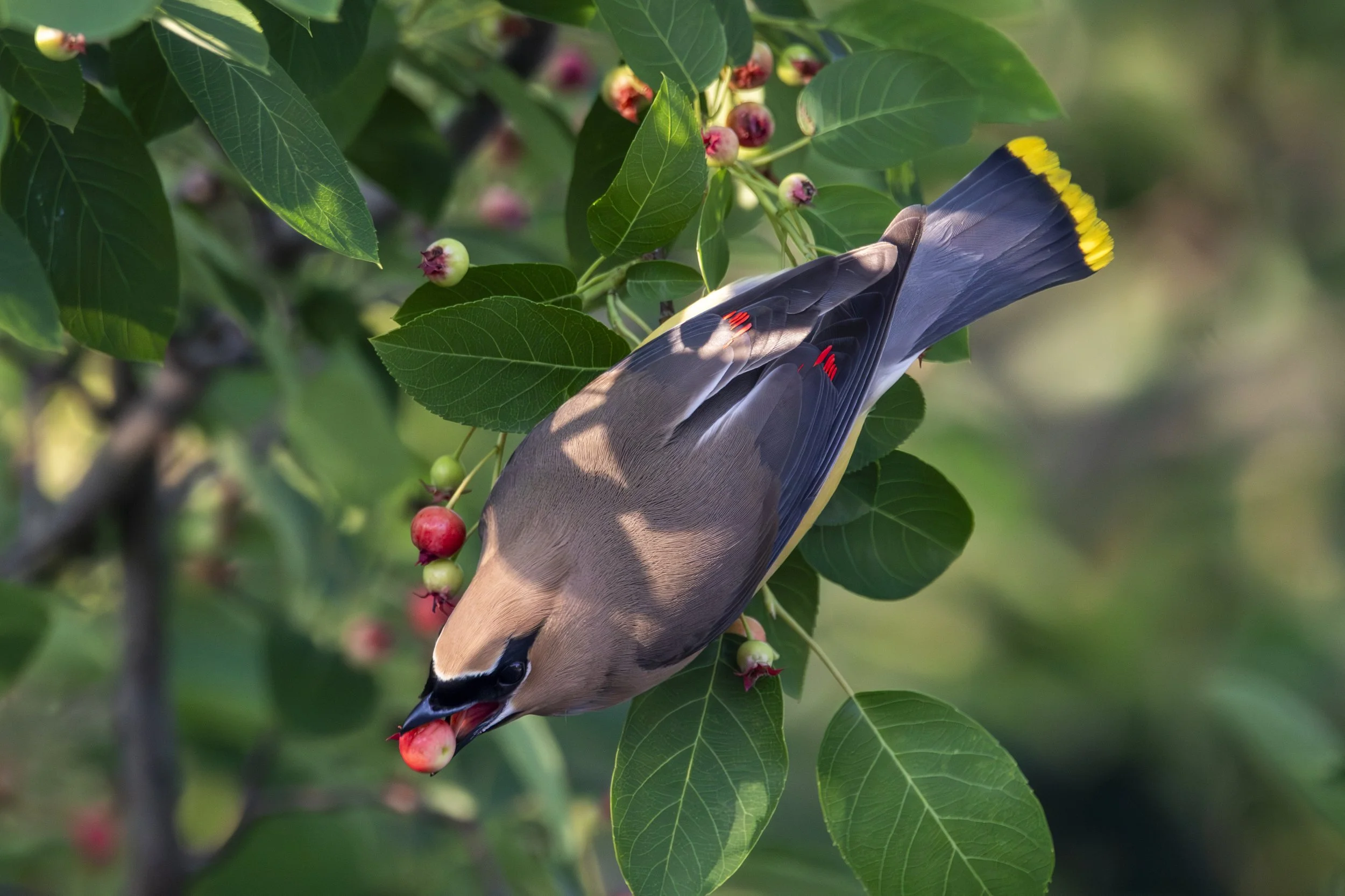 cedar waxwing aspinwall.JPG