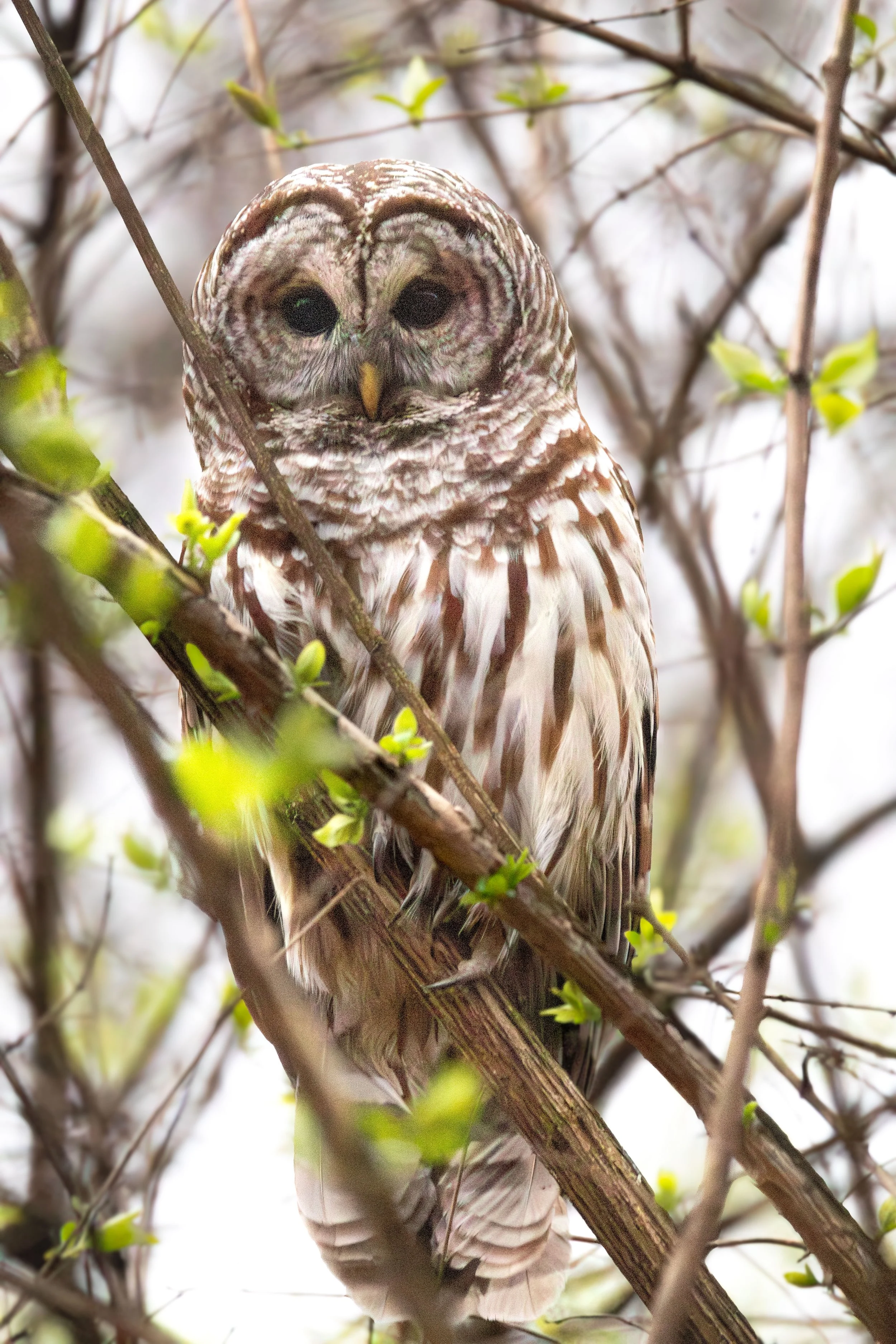 BarredOwl.jpg