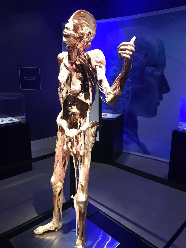A human anatomy model displaying exposed muscles and tissues, standing in a museum or educational exhibit setting.
