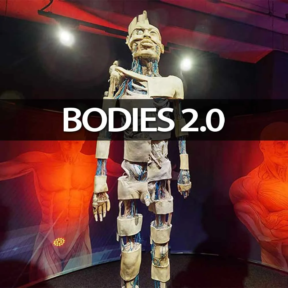 prod_bodies0.jpg