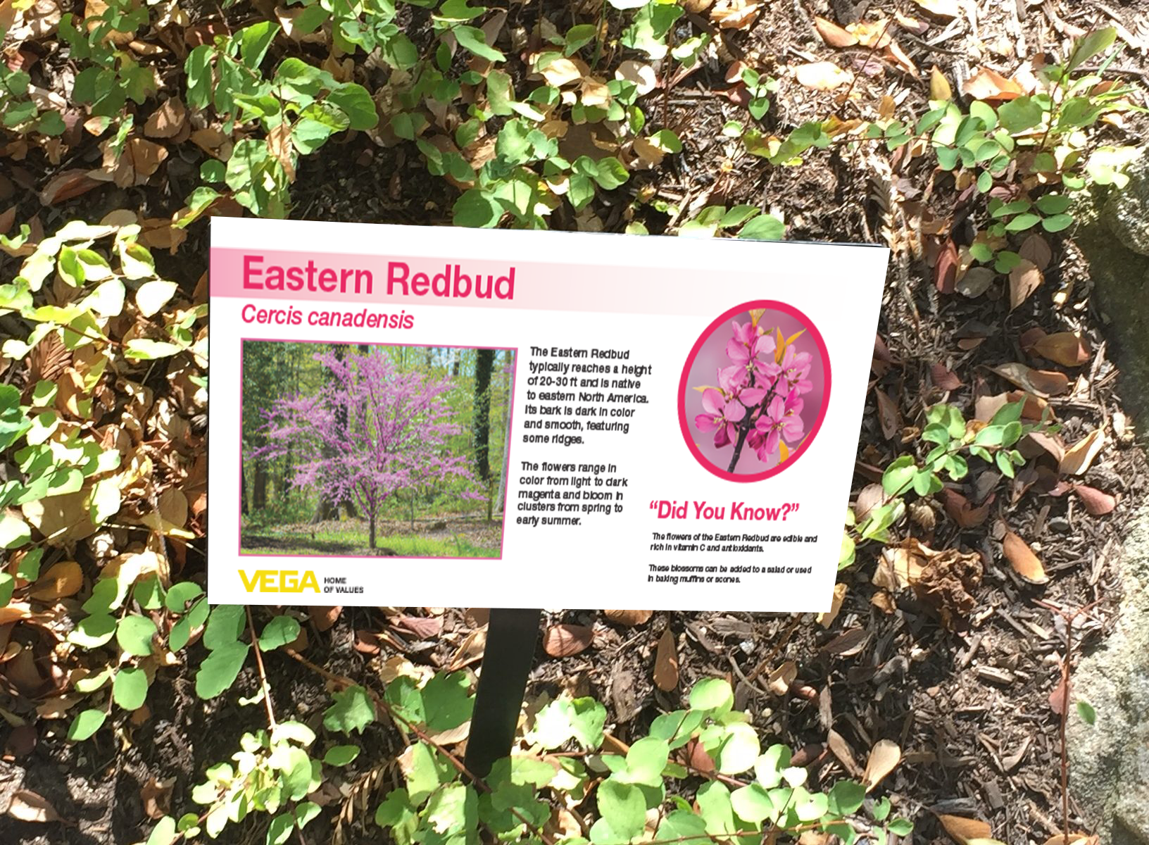 tree signage.png