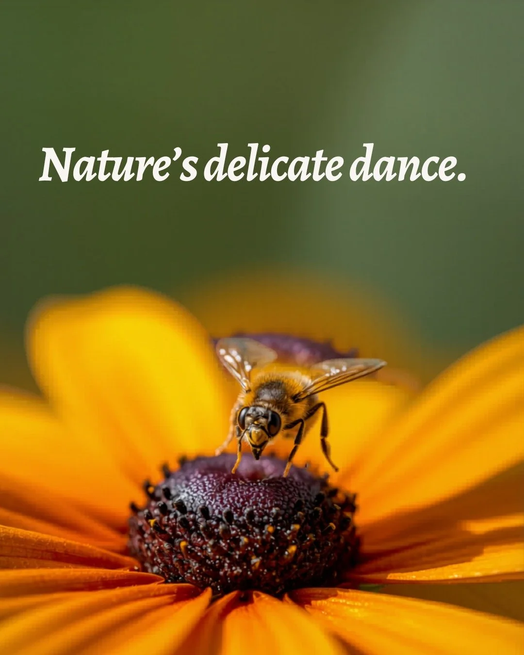 Spring is here! Let&rsquo;s show some love to our pollinators! 🌼🐝
Plant native flowers, skip pesticides, and leave a little &ldquo;wild&rdquo; space in your yard to give bees, butterflies, and other pollinators a safe place to thrive. Small actions