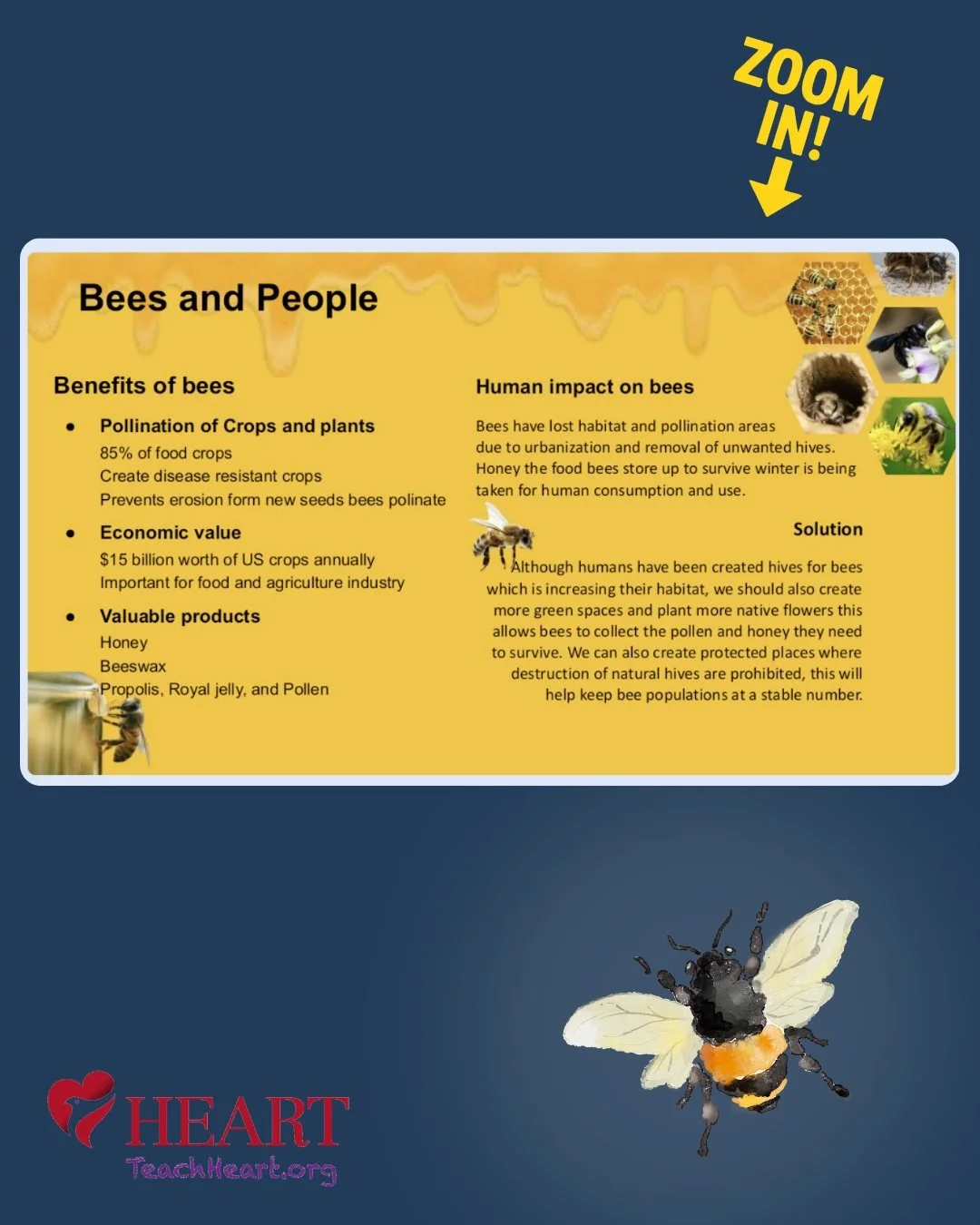 Zoom in and check out some Awareness Pages made by students at the High School for Environmental Studies in NYC. Students choose topics that were most important to them and researched what they can do to practice compassion and take action for the be