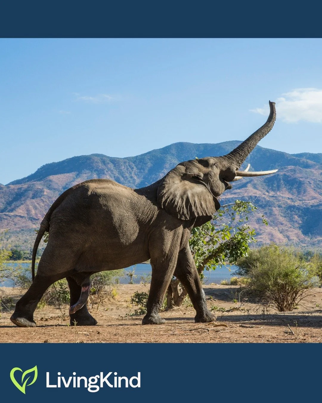 From creating pathways in dense forests to digging water holes that other animals depend on, an elephant's daily footprint actively shapes and sustains the environment around them. 

Their lives are a powerful reminder of how deeply interwoven we all