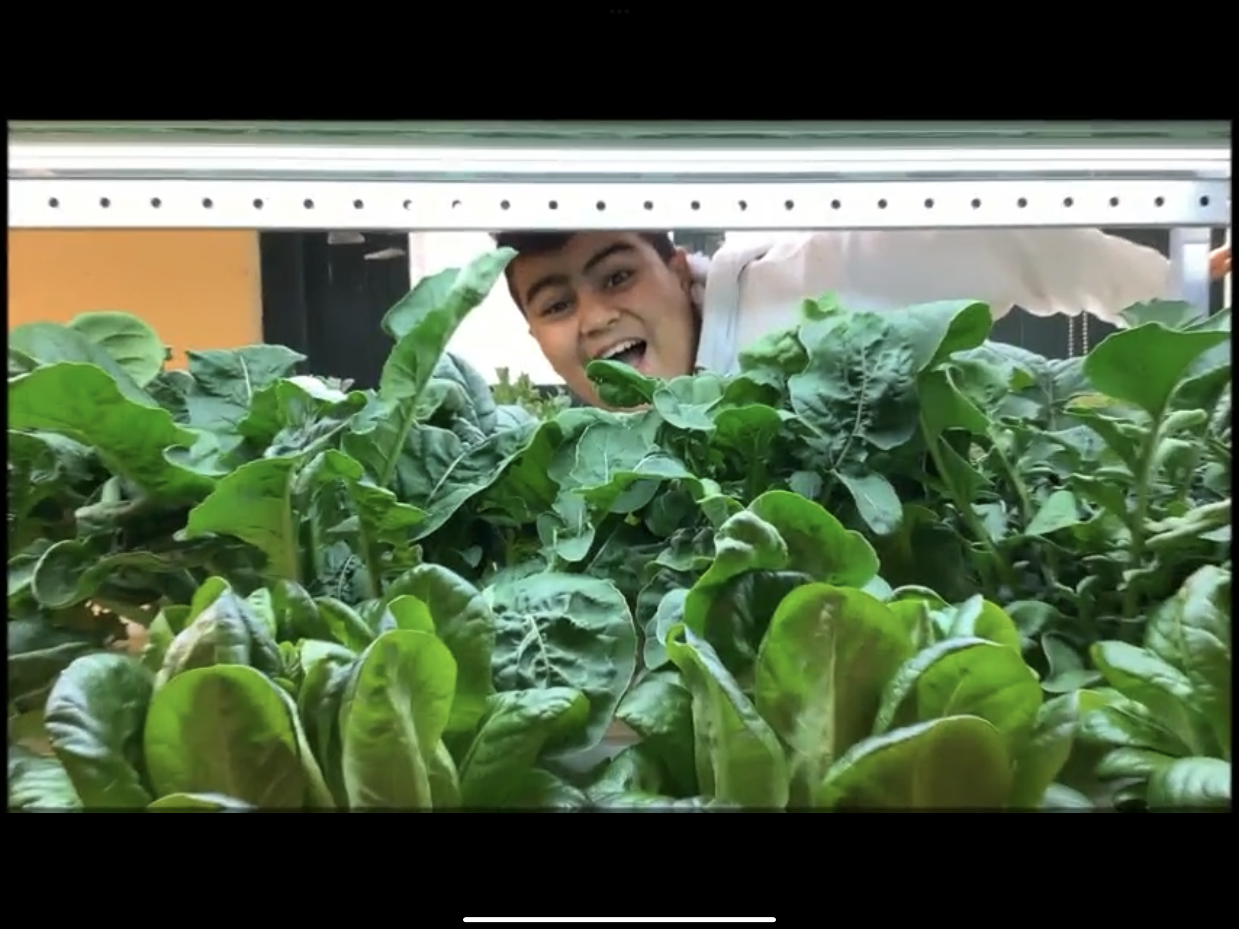A young boy peering through a shelf of green leafy vegetables, smiling and looking at the camera.