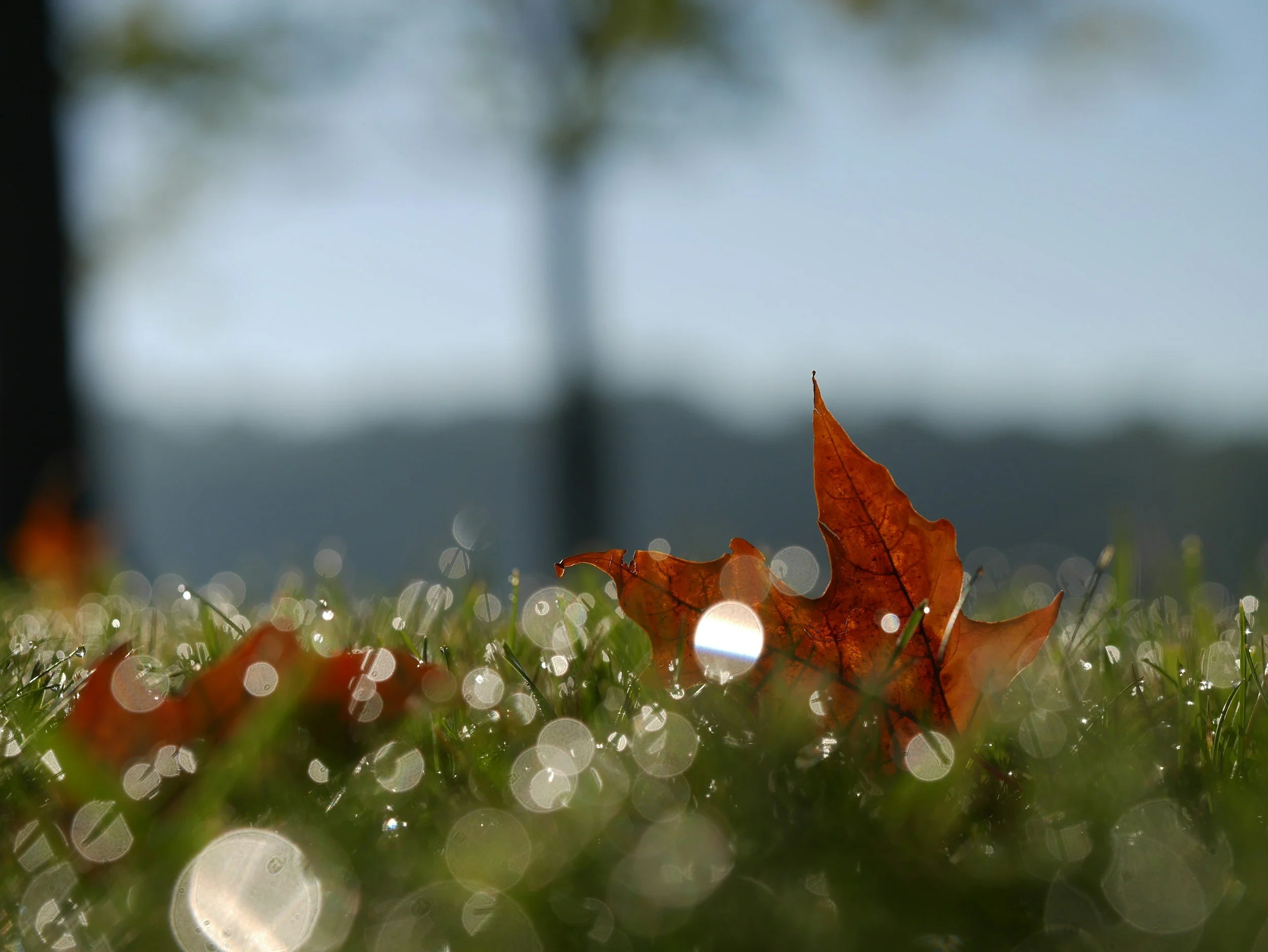 Morgenmeditation in der Natur