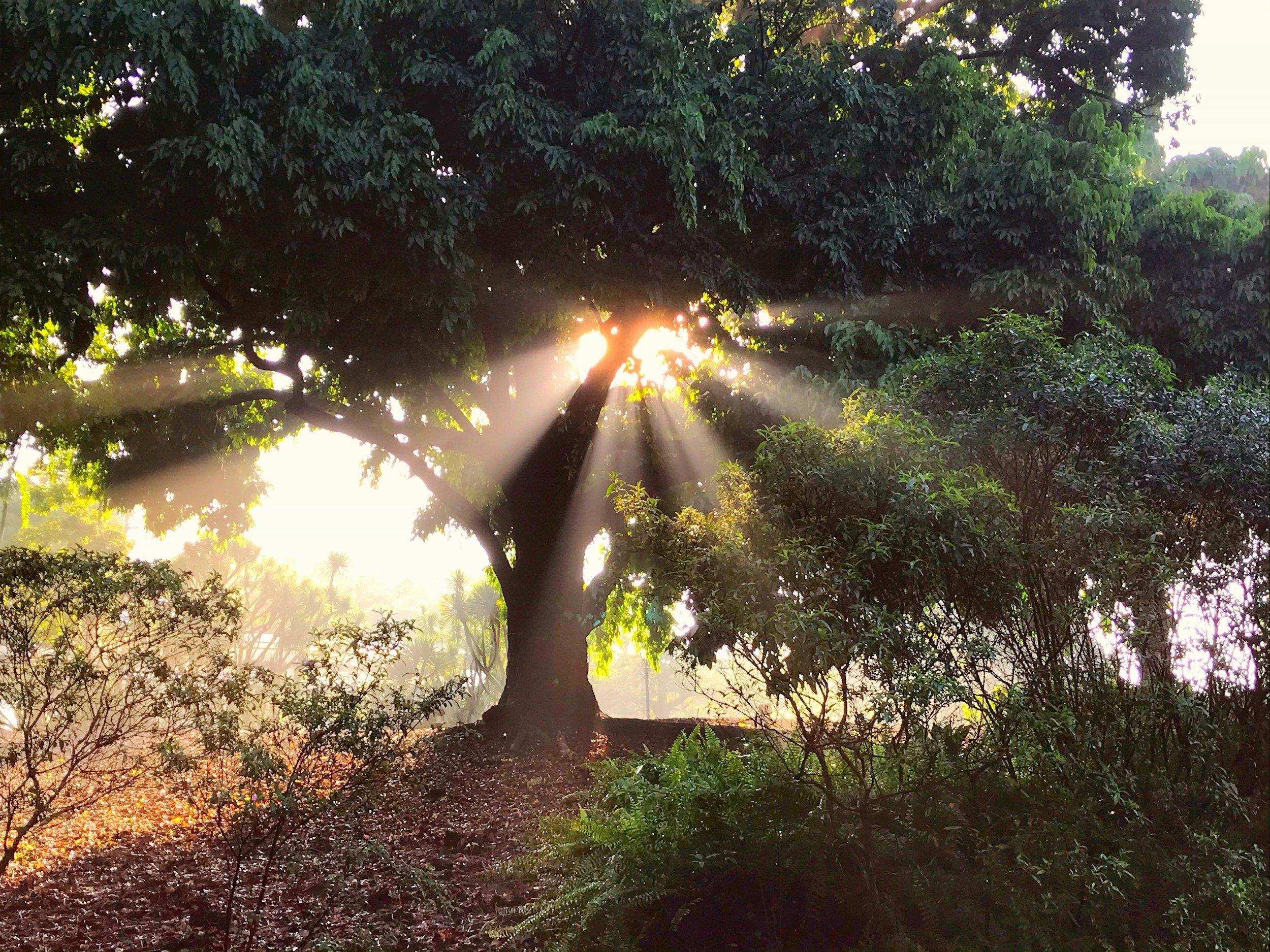 Sonne scheint durch die Baumwipfel und beleuchtet den Wald im Morgengrauen.