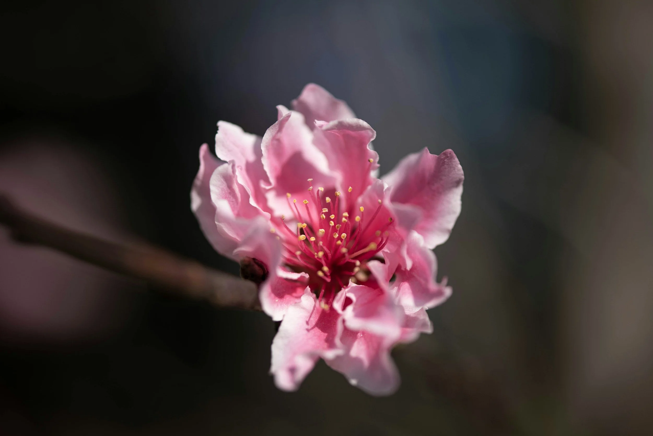 Nahaufnahme einer pinken Blüte mit gelben Staubblättern vor einem unscharfen dunklen Hintergrund.
