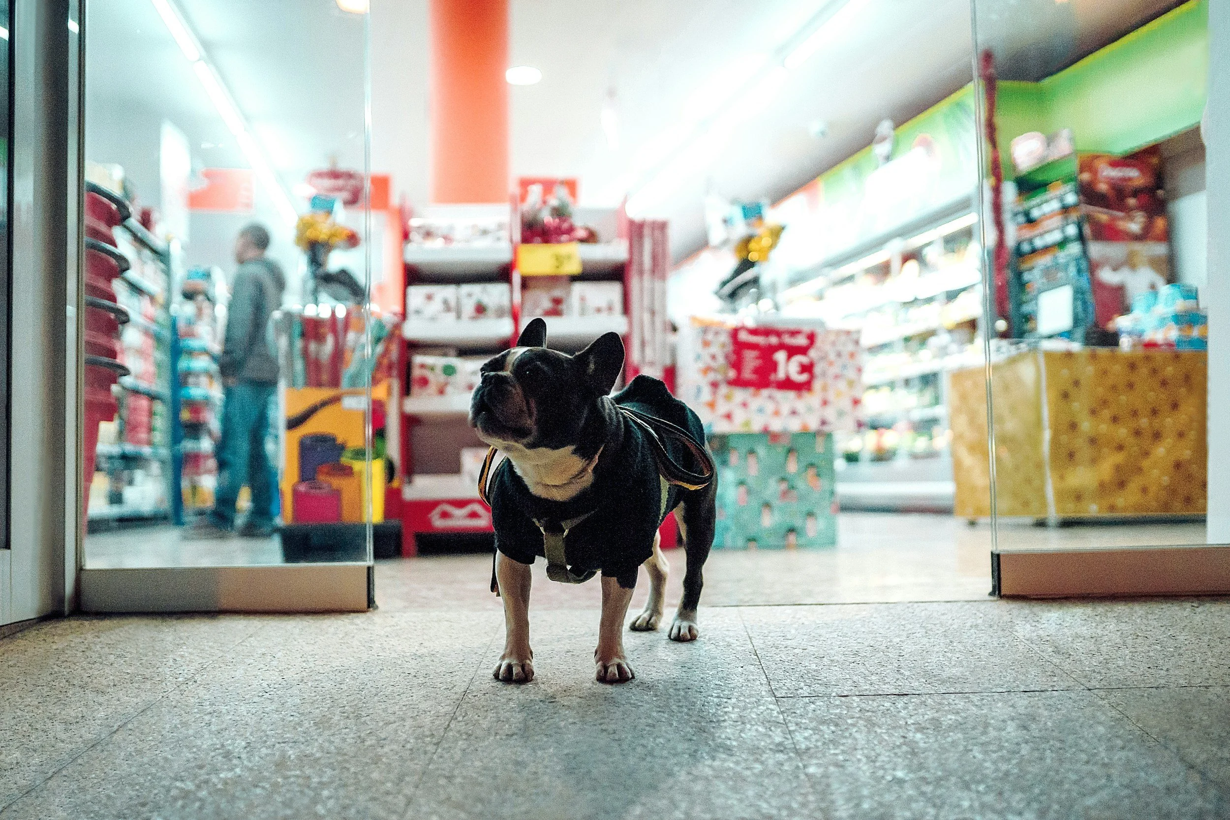 A small black and white French Bulldog wearing a black jacket standing inside a store near the entrance.