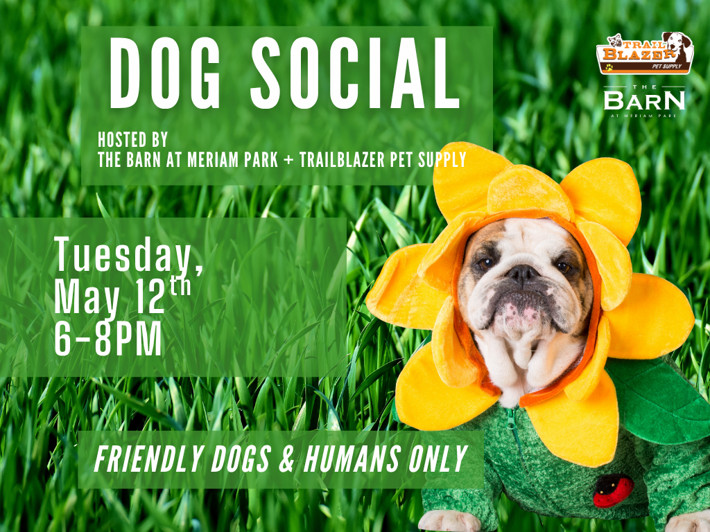 Dog Social