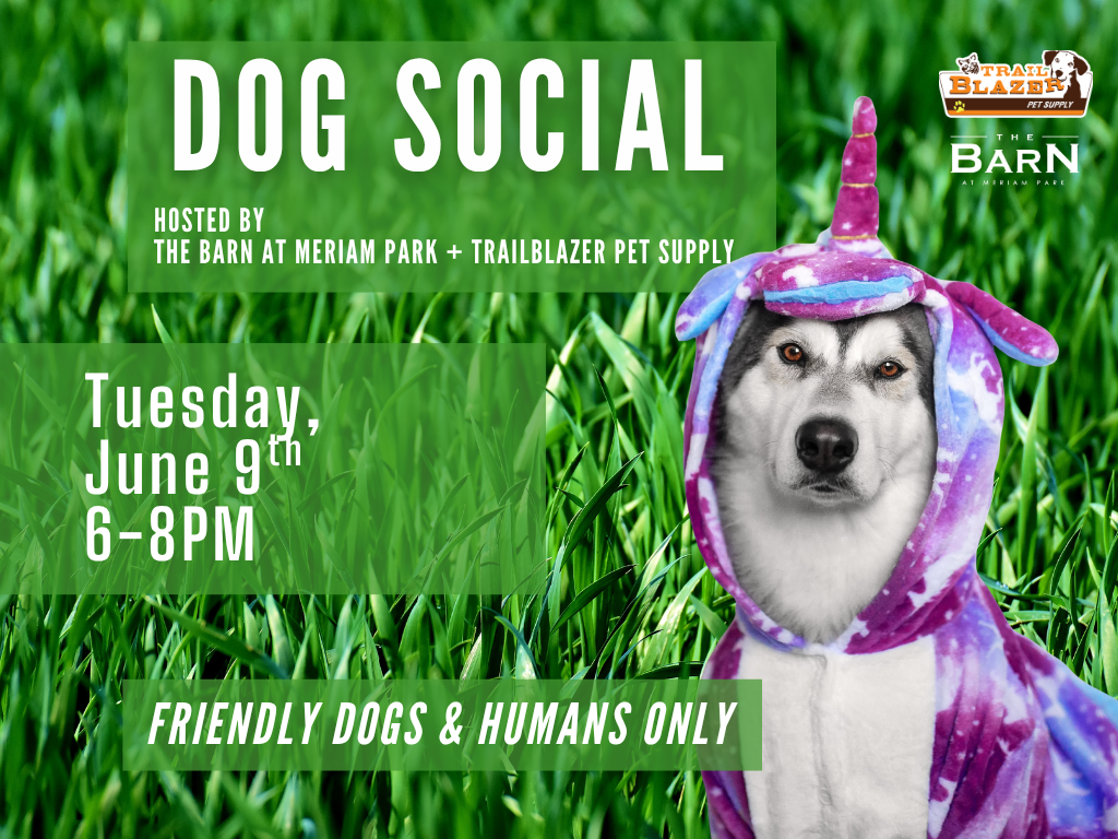 Dog Social