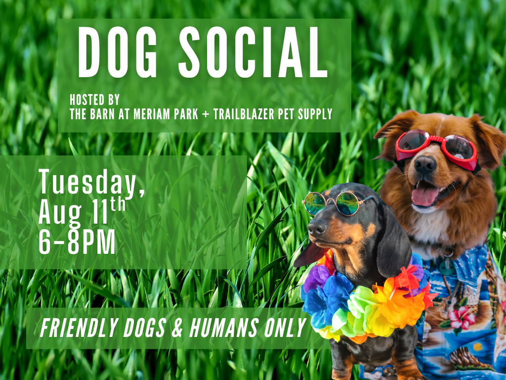 Dog Social 
