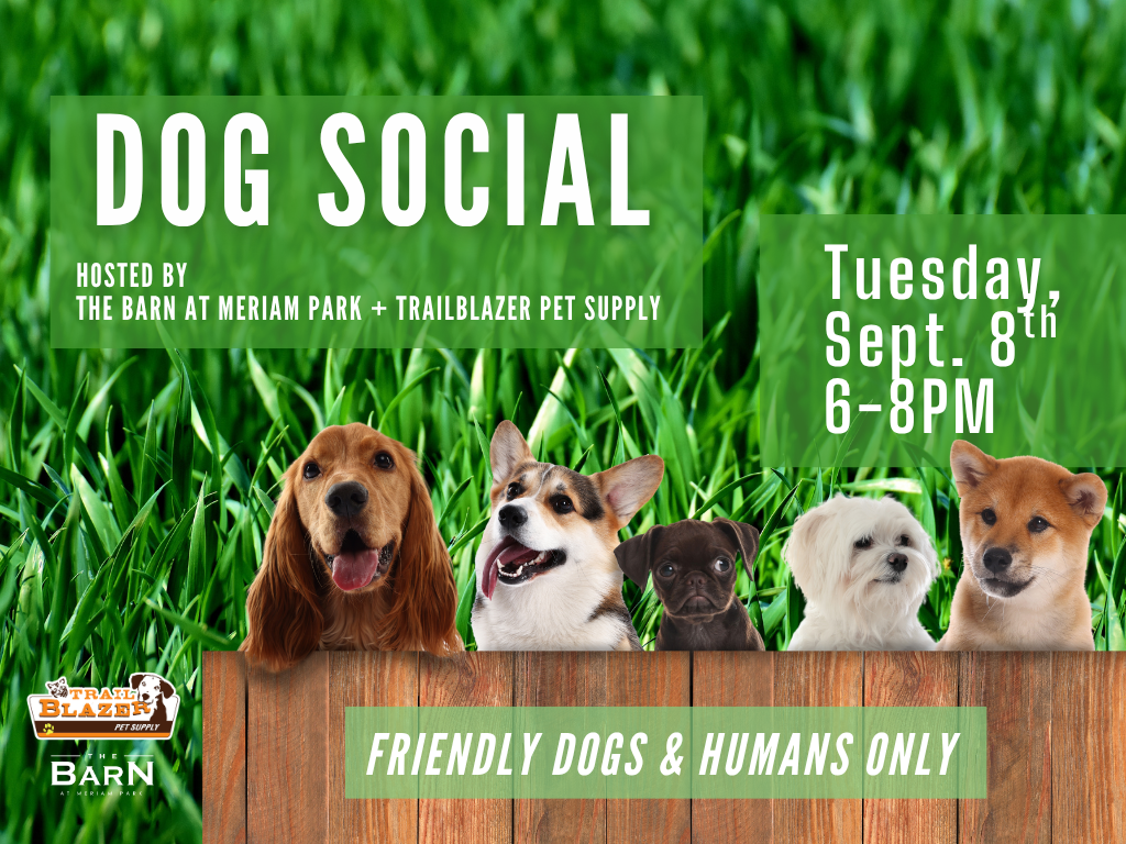 Dog Social 