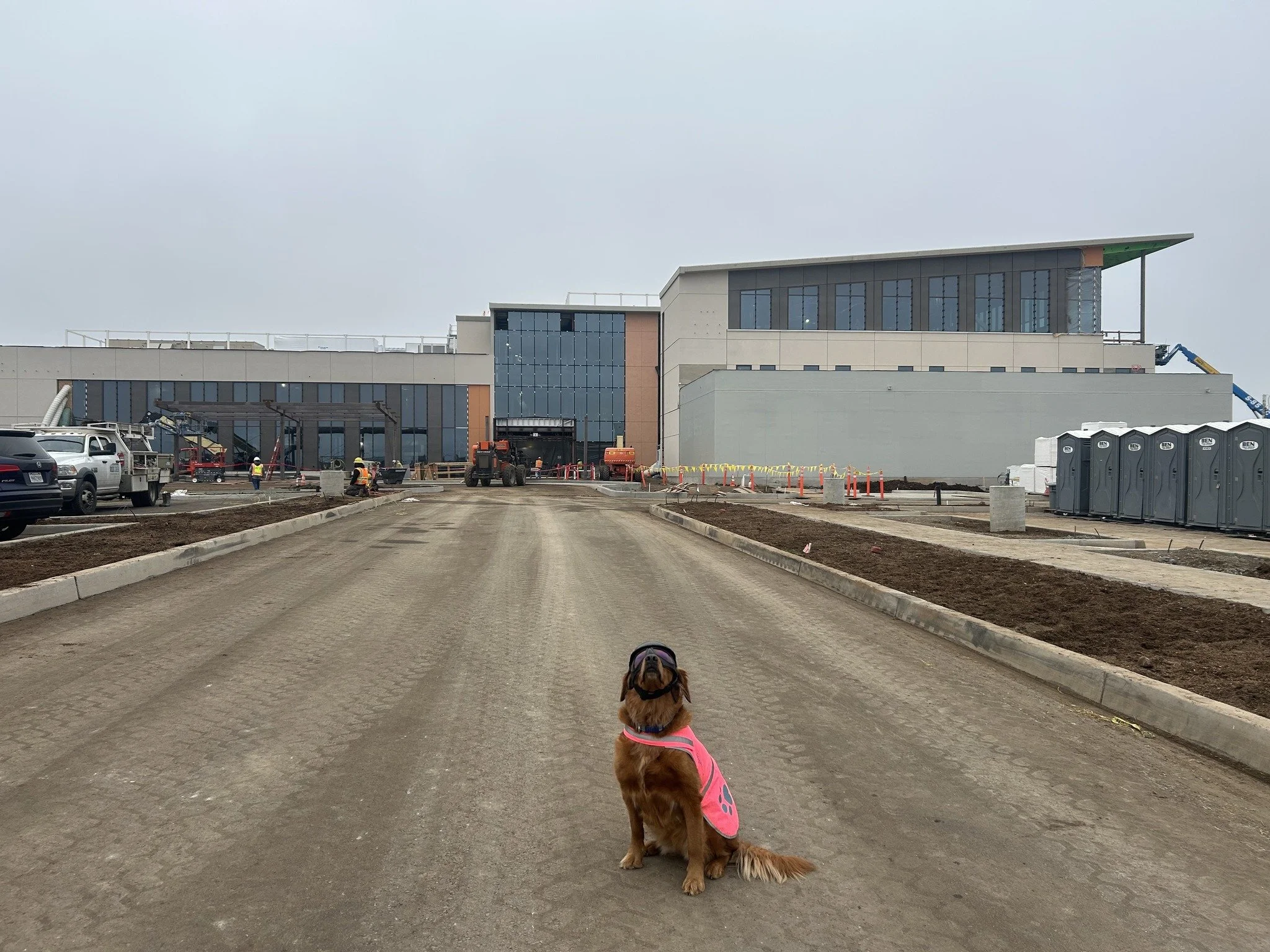 A golden retriever wearing a pink harness and glasses sits in the middle of a road under construction in front of a large modern building.
