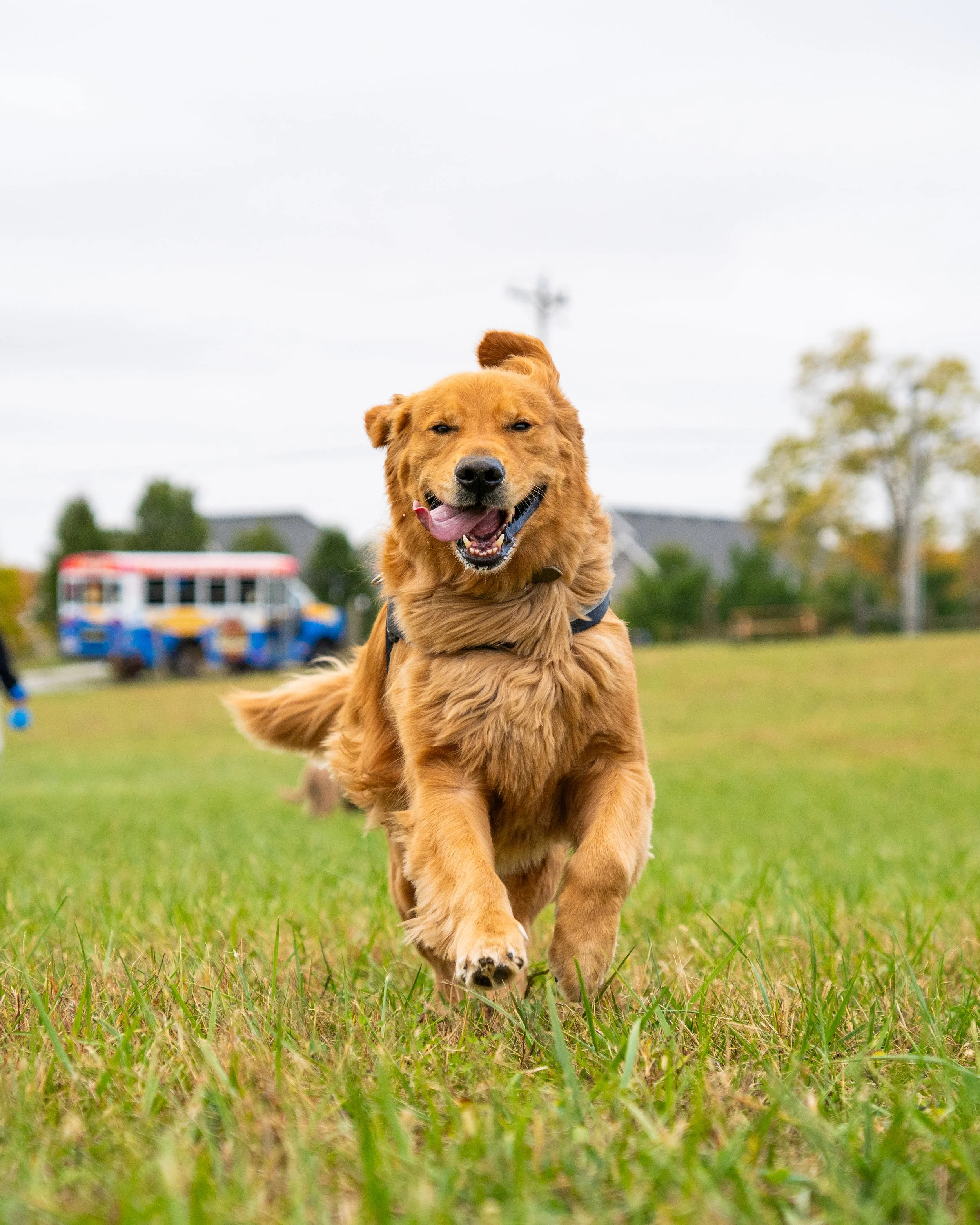 Dog in private dog park with Indy Pup Bus in background