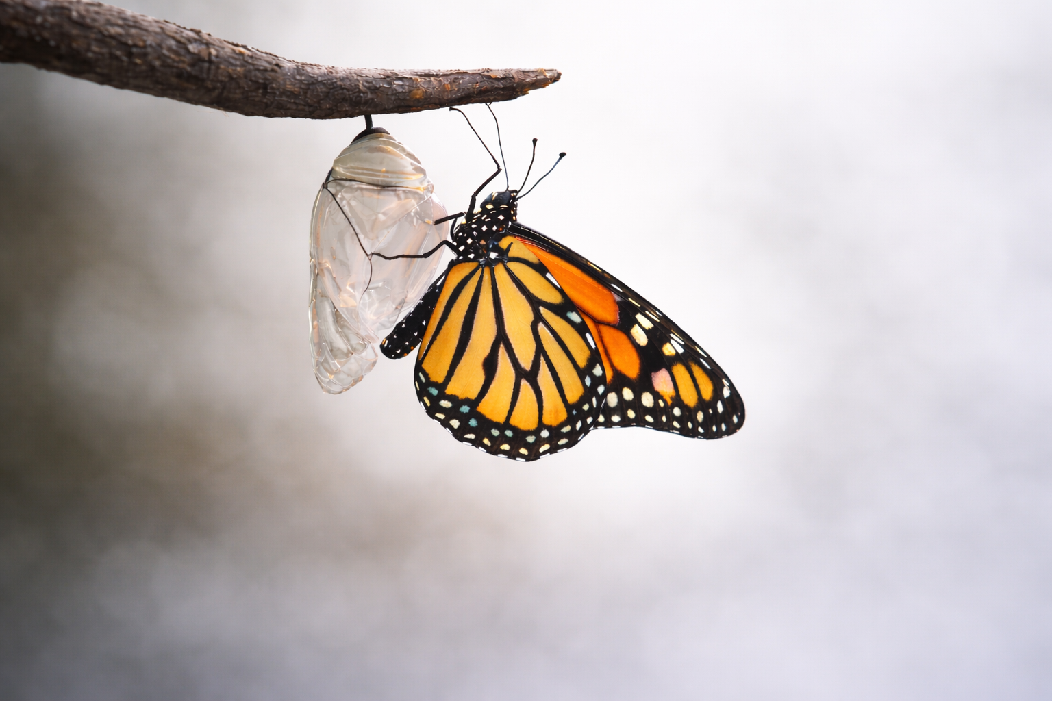 Platform Transformation