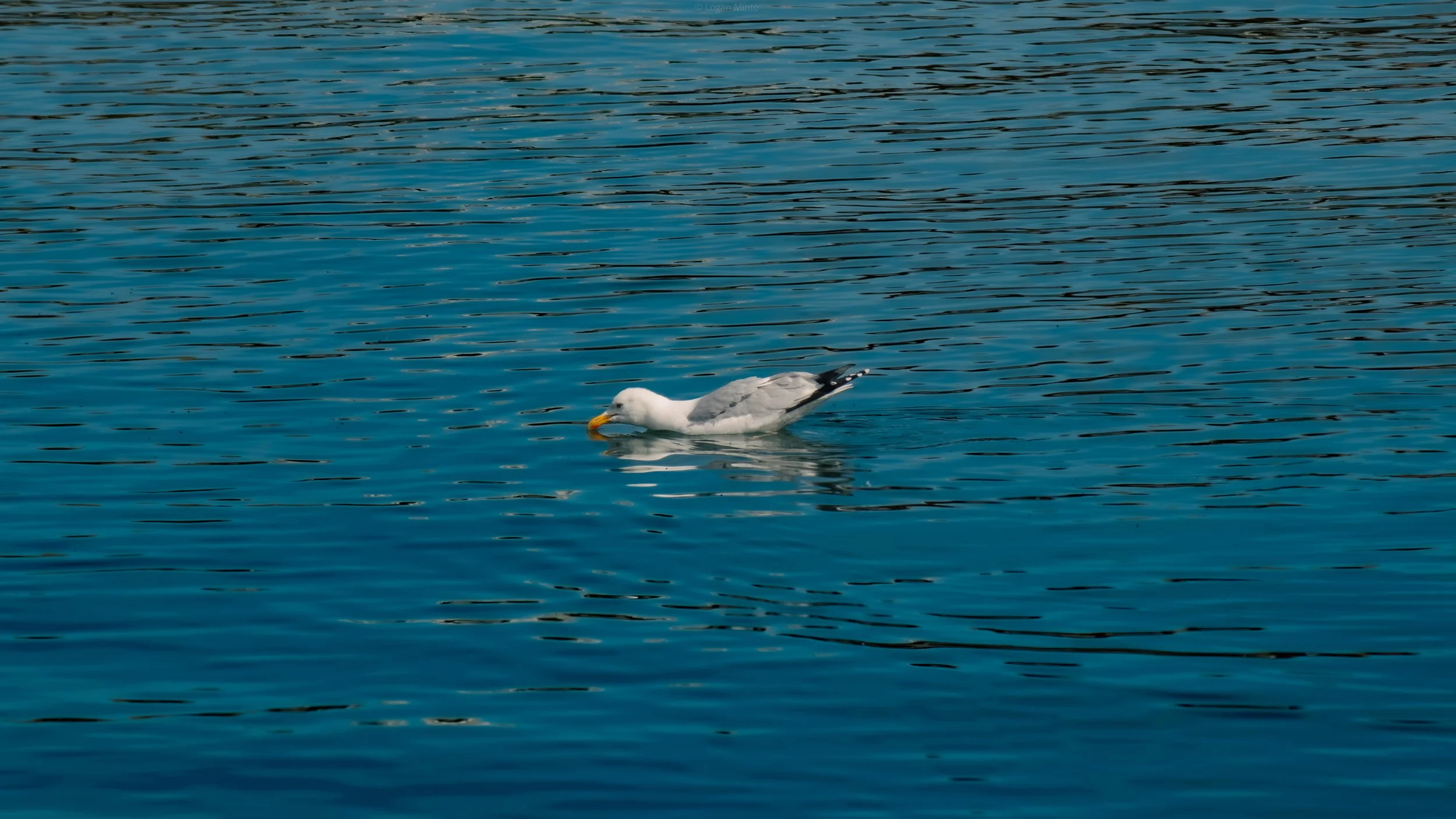 IMG_0935.jpg