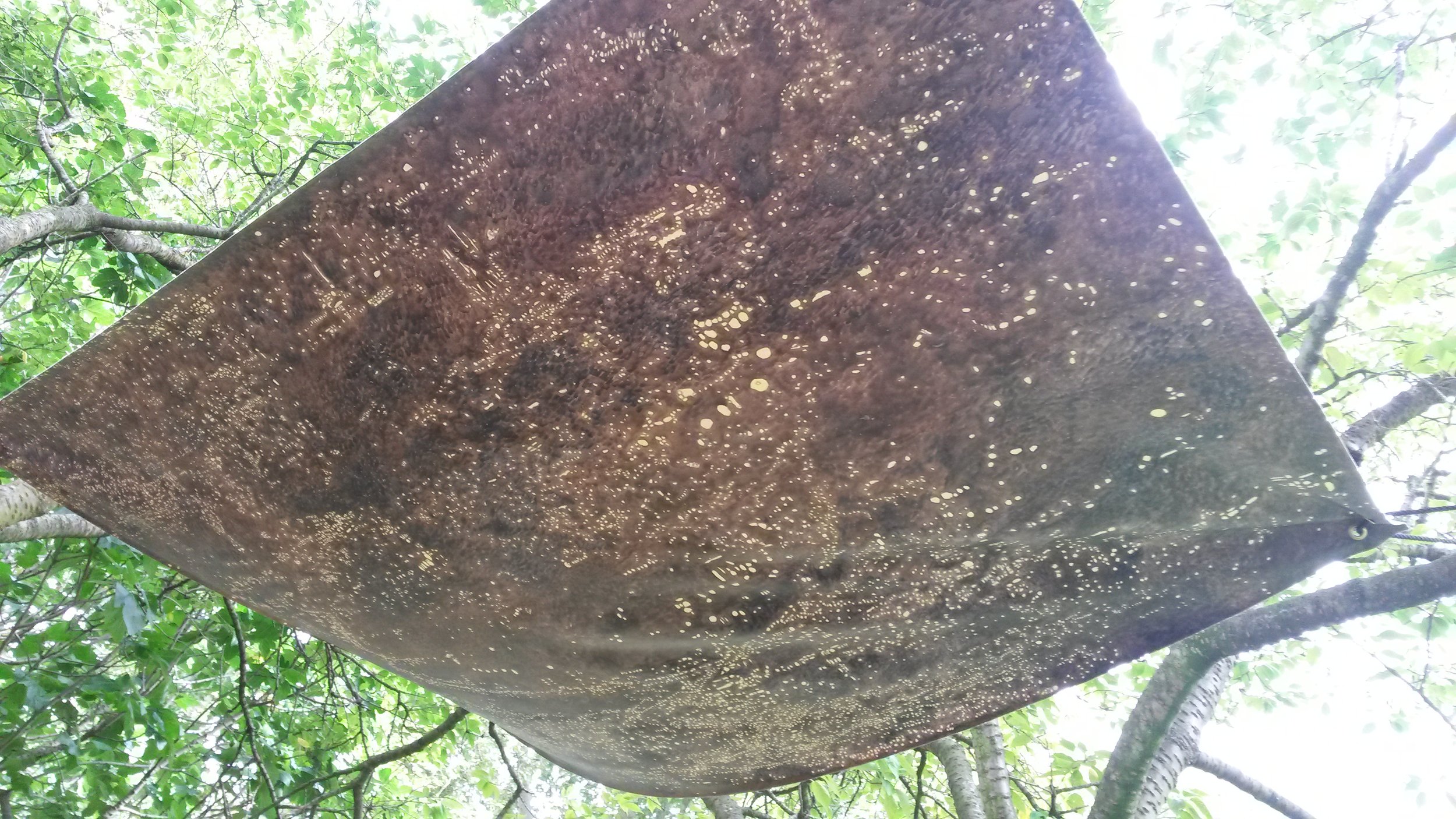 Canopy (Miami–Cairo–Lima–Rotterdam)