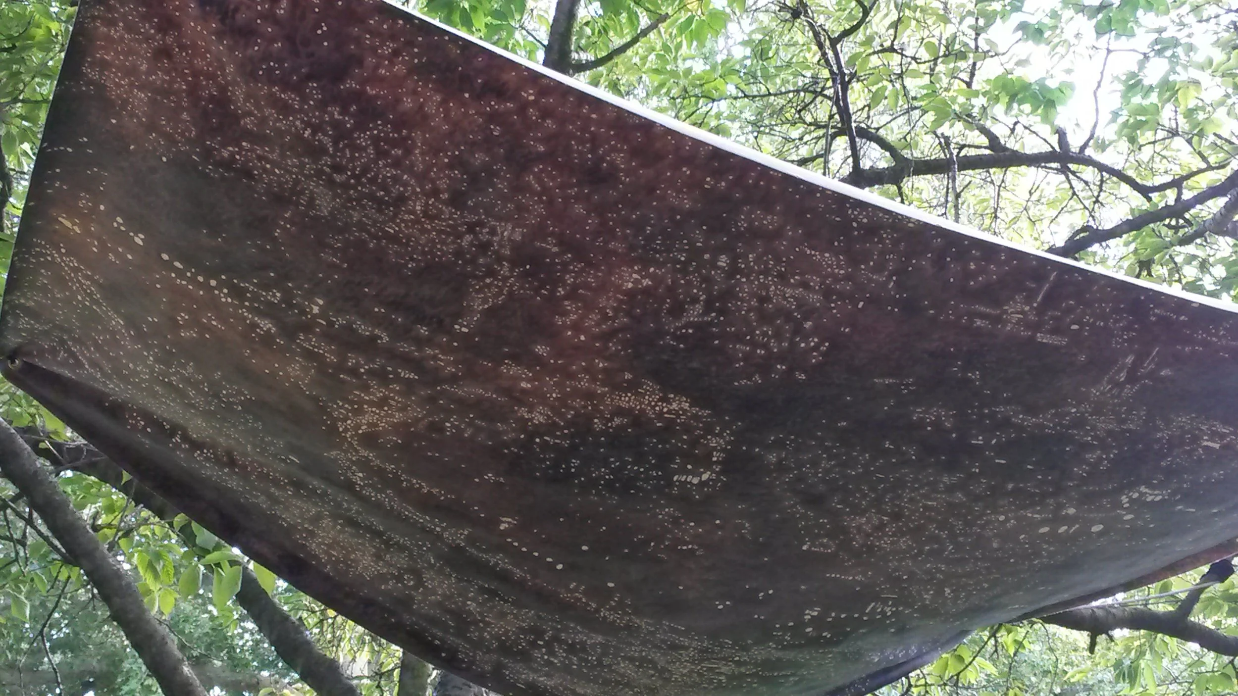 Canopy (Miami–Cairo–Lima–Rotterdam)