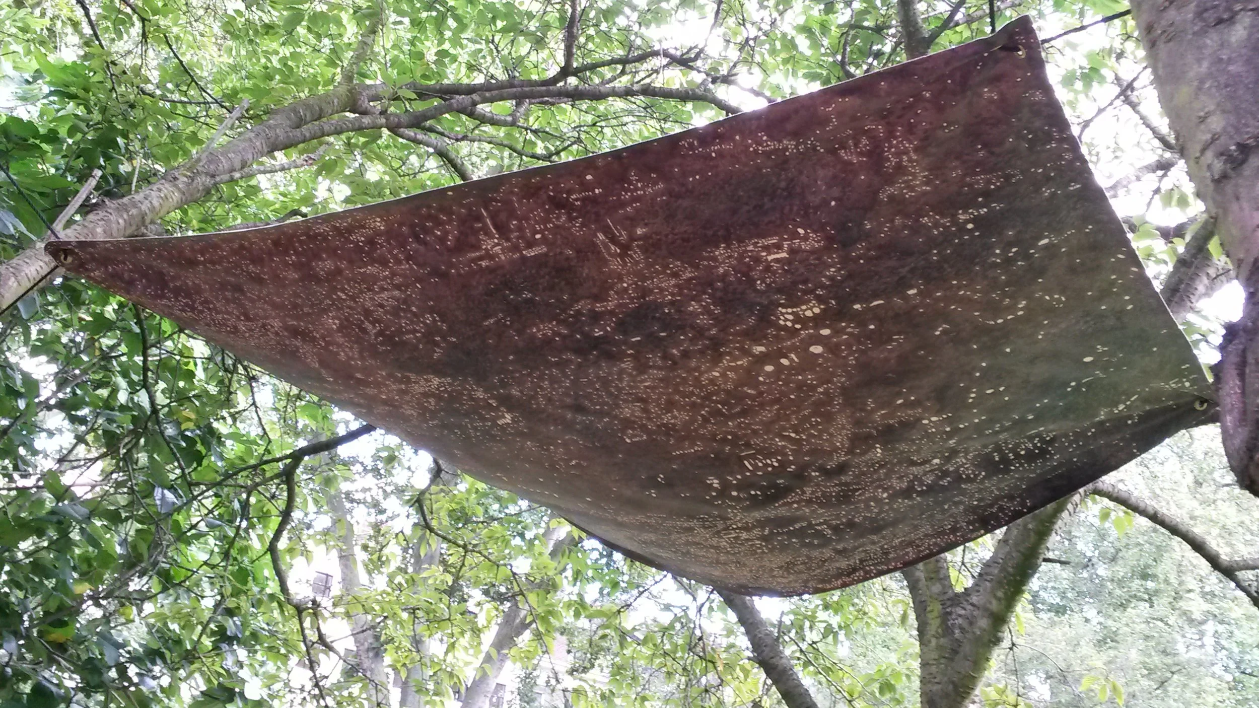 Canopy (Miami–Cairo–Lima–Rotterdam)