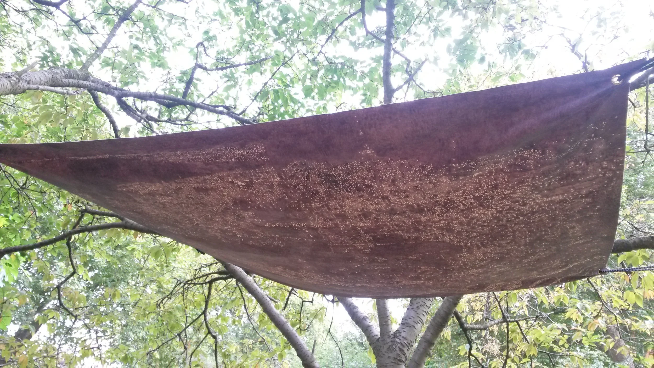Canopy (Lhasa–Toronto–Tunis–Bridgetown)