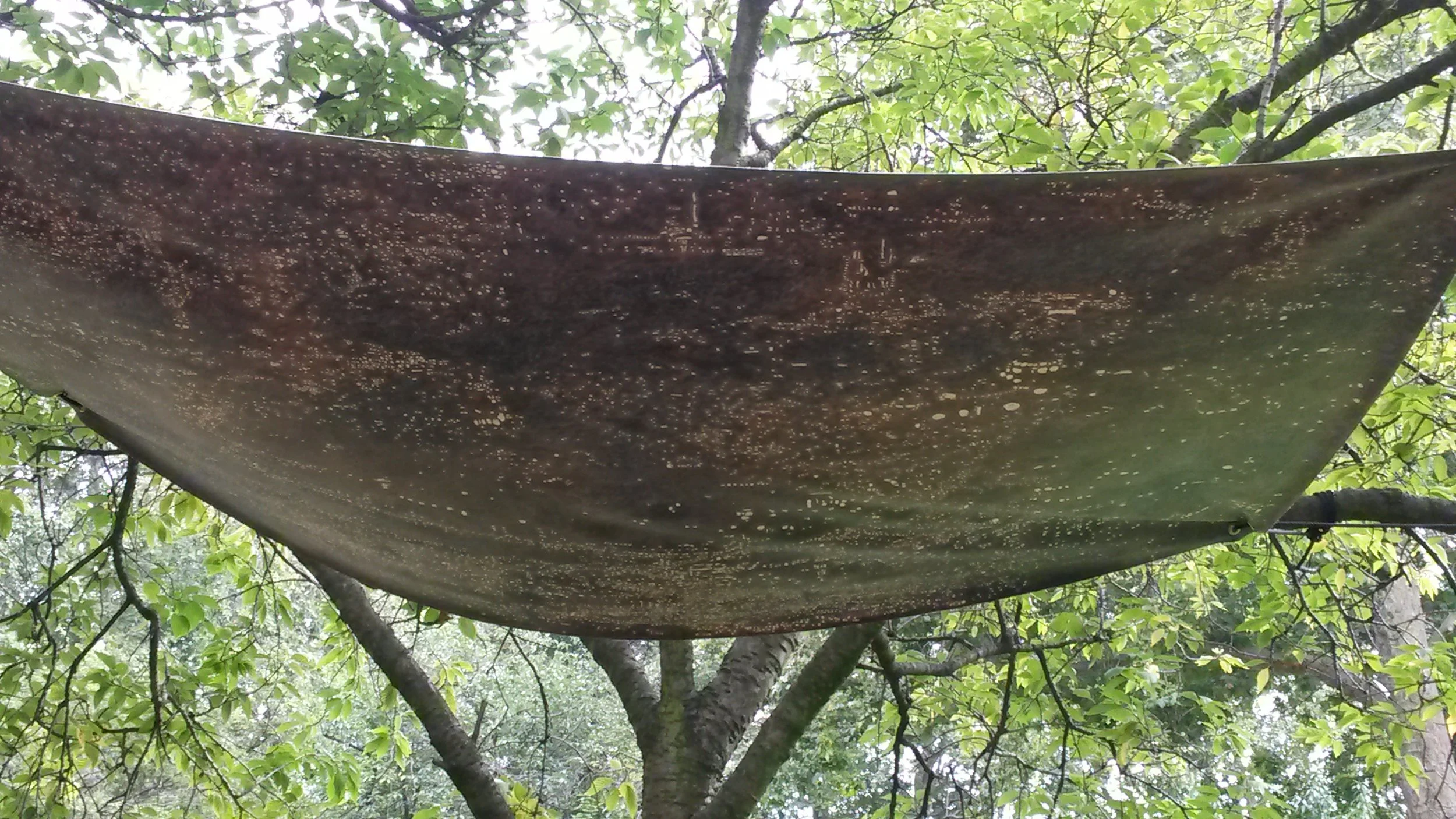 Canopy (Miami–Cairo–Lima–Rotterdam)