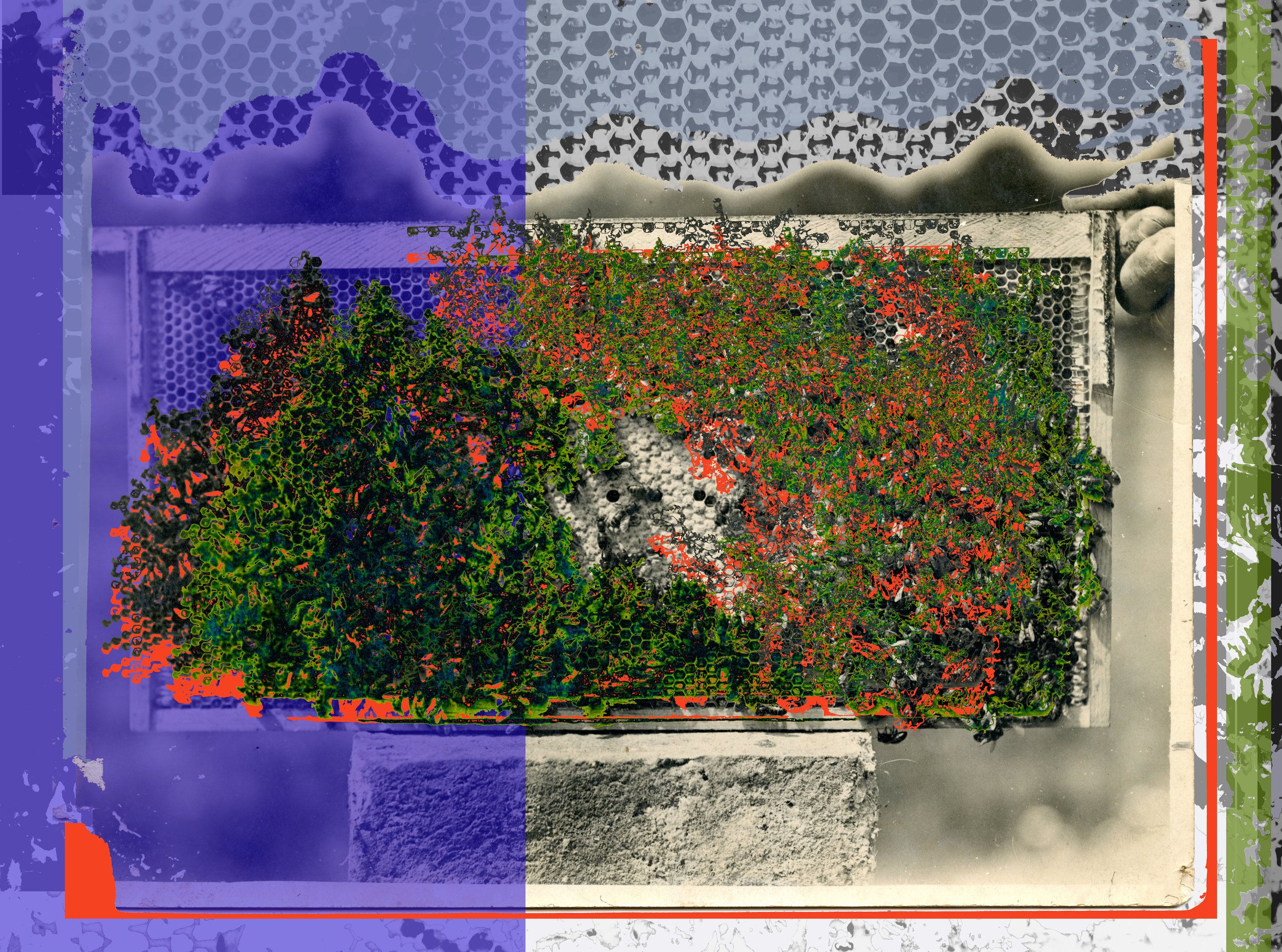 The Bee Kingdom