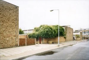 from Urban Forest
